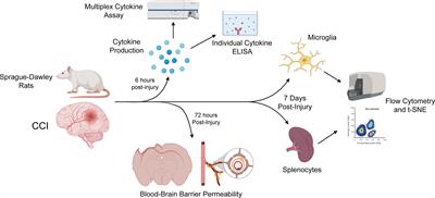 Determining Sex-Based Differences in Inflammatory Response in an Experimental Traumatic Brain Injury Model